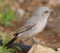 /album/some-overseas-trips/blackstart-2-kibbutz-lotan-jpg/